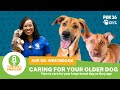 The Pet Pawcast - Adopting/Caring for a Large Breed Senior Dog