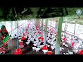 30 days birds || niranjan poultry farm || broiler farm || poultry farm || murgi farm || @30 days