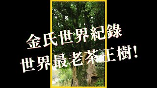 ☝奠定雲南茶地位的一顆茶樹-3200年錦繡茶祖✨謂雲南野生茶? (5/5) #shorts