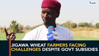 Wheat Farming: Jigawa Farmers Facing Challenges Despite Government Subsidies