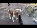 🤔27 dogs @berczy park dog fountain toronto canada