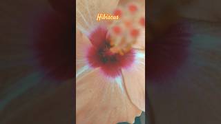 Very beautiful Hibiscus flower #ytubeshorts #garden #hibiscusflower #terracegarden #funny