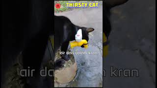 Duuhhh... kasihan, Kucing ini Sangat Kehausan | Thirsty Cat #Shorts