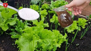 Everything you need to know about winter lettuce cultivation - how to protect and nourish lettuce?