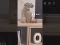 インテリアに馴染むハムスター🏠🌼 hamster ハムスター キンクマハムスター ゴールデンハムスター ハムスターのいる生活