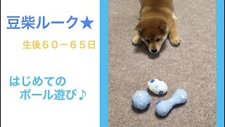 【豆柴ルーク】#4 はじめてのボール遊び♪