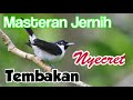 masteran jernih full tembakan