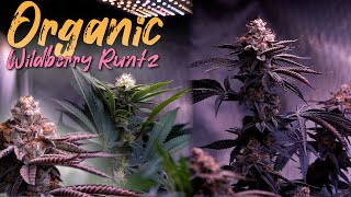 HOW TO FLOWER & FEED ORGANIC WEED EASILY ( SLOW RELEASE SUPER SOIL ) WILDBERRY RUNTZ | EPISODE 3