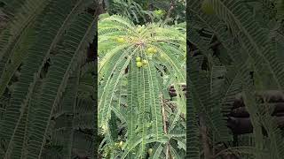 Find out birds in Amala gooseberry tree #ytshorts #viral #garden