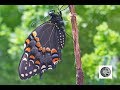 La vie du Papillon du céleri/The life of Black Swallowtail