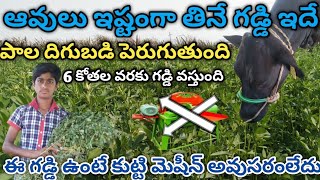 cows loving and eating this grass|| ఆవులు ఇష్టంగా తినే గడ్డి ఇదే పాల దిగుబడి పెరుగుతుంది 6 కోతల వరకు