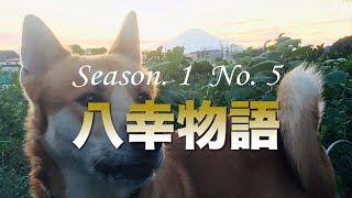 【本気噛みして来る保護犬のトレーニング記録】【威嚇をされても引かない事】八幸物語 Season. 1 No. 5