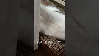 半開きの目で寝る猫　#半目猫  #半目で寝る　#sleepcat  　#Shorts