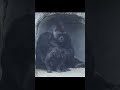 best daddy gorilla 💞 son gorillatag ゴリラ 金剛猩猩 taipeizoo ringo djeeco shorts