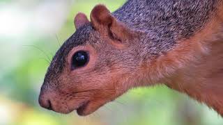 Barking Fox Squirrel