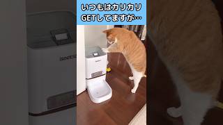 失敗してしまった自動給餌器のプロ　#自動給餌器 #カリカリ #保護猫 #funny #cat