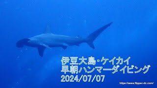 2024/07/07伊豆大島　ハンマーヘッドに会うツアー　激しい流れで練習して、ハンマーゲット！　平和な海もあるよ　群馬県伊勢崎市のダイビングショップ