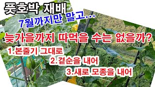 청과용 풋호박 재배. 7월까지만말고, 늦가을까지 계속 따먹을 수는없을까? 1.본줄기 그대로 키우기, 2.곁순을 내어서...3.새로 모종을 내어 심어 비교하기. 풋호박 여름,가을재배