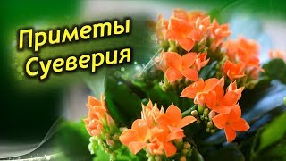 Каланхоэ в доме! Приметы и суеверия о каланхоэ!