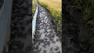 Harmonious coexistence of river crabs and rice fields!