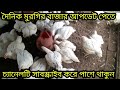 কিছু টা বেড়েছে বয়লার মুরগির দাম ০৯ ০১ ২০২৫ বয়লার ও সোনালী মুরগির পাইকারি বাজার 09 january 2025