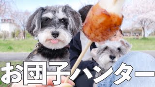 【犬と子ども暮らし】食いしん坊な犬とお花見に行ってきました【シュナウザージジトト】