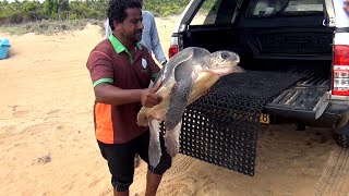 The injured turtle was handed over to the Marine Unit by the Navy.| Rescue Sea Turtles