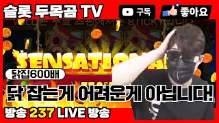 [슬롯하이라이트] 두목곰TV (닭집600배)  #슬롯레전드 #슬롯뱅크 #슬롯공략 #슬롯생방송 #슬롯방송