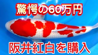 【遼河鯉庵】 自分へのご褒美に超高額なペットを買いました。#koi #nishikikoi  #sakai #kohaku