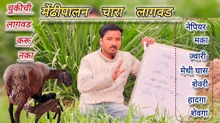 मेंढीपालनातील चारा पिके | चारा लागवड आणि नियोजन #goatfarming #मेंढीपालन #चारापिके