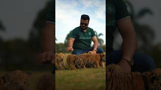 1.5 Months Old Beautiful Tiger and Lion Cubs | Nouman Hassan