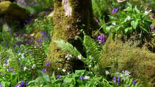 Forest Birdsong Nature Sounds - Soothing Bird Sounds for Sleeping - Relaxing Woodland Birds Chirping