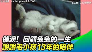 催淚！回顧兔兔的一生　謝謝毛小孩13年的陪伴　｜三立新聞網 SETN.com