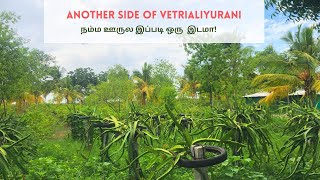 நம்ம ஊரின் மற்றுமொரு பசுமையான பகுதிகள் | Another side of Vetrialiyurani | towards Thayilpatti Road