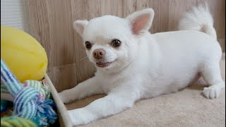 絶対に断られない甘え方を知っているチワワ犬♥