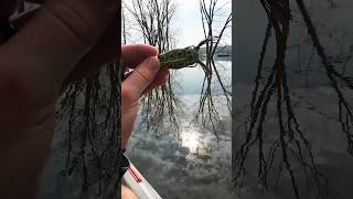 Catch MORE BASS With Topwater Frog Lures!
