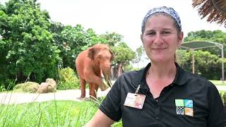 Asian Elephant Awareness Month - Zoo Miami