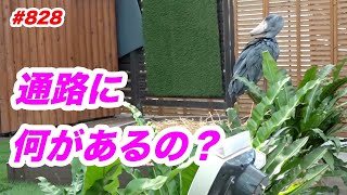 通路に何があるの？💖ハシビロコウふたば★No.828★掛川花鳥園★shoebill Futaba