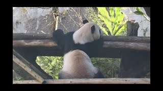 20211228 蘋果窩頭在眼前 團團怎地看不見(早餐)  Giant Panda Tuan Tuan