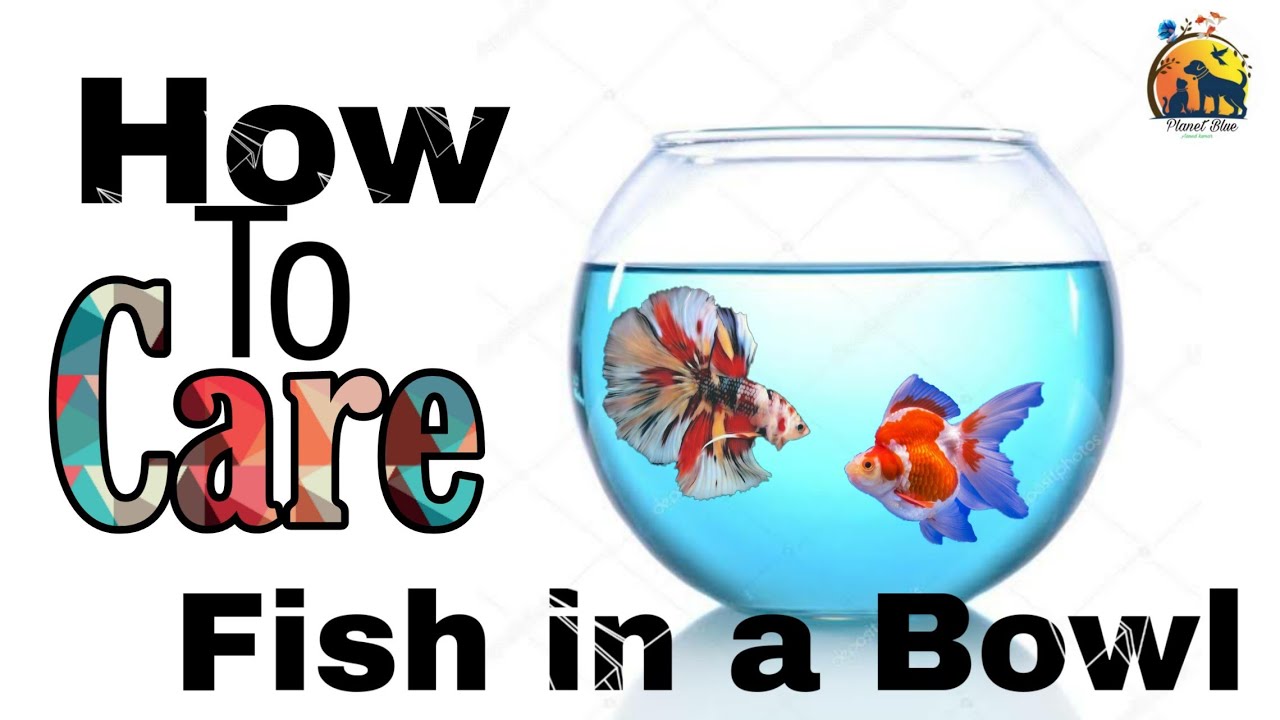 How To Care Betta Fish In Bowl - YouTube