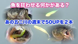 え？あの五三川の週末で50UPを２本、魚を狂わせる何かがある？