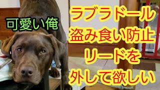 リードを外して欲しいラブラドール～Glutton LabradorRetriever～