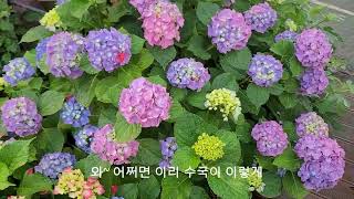 최상급 빛깔로 수국키우기 | 정원에 수국구경 | 수국차 | 감로차