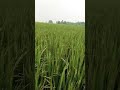 Farmology in paddy, see results on your own