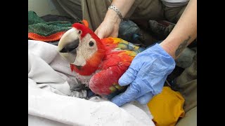 Chiquibul's Macaw protection crew