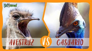 AVESTRUZ VS CASUARIO: Batalla de las aves mas grandes.