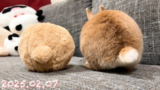 【ほぼお尻🐰🍑】毎日の30秒ひなちゃん🐰✨【2025.02.07のひな】[うさぎ]