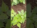 Our Green Beans June 23 #plants #garden #gardening #easttndude