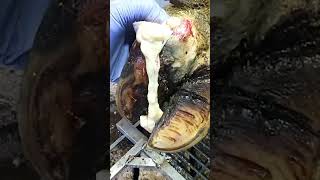 INTENSE PRESSURE RELIEF!!!   #hoof #hooftrimming #cow #satisfying