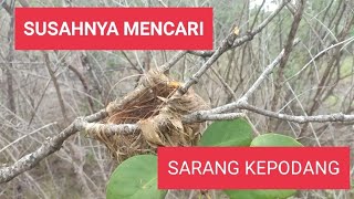 BERBURU SARANG KEPODANG EMAS